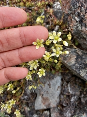 Saxifraga bronchialis funstonii
