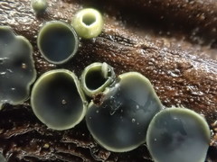 Chlorosplenium chlora