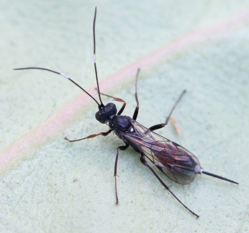 Hoplocryptus coxator