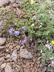 Dracocephalum palmatum