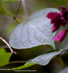 Salvia splendens