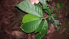 Elatostema fagifolium