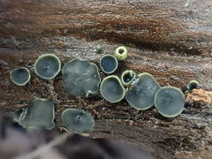 Chlorosplenium chlora