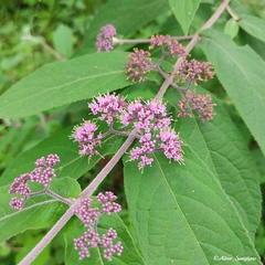 Callicarpa tikusikensis