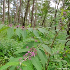 Callicarpa tikusikensis
