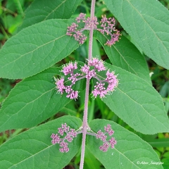 Callicarpa tikusikensis
