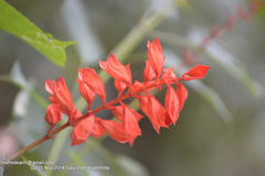 Salvia splendens