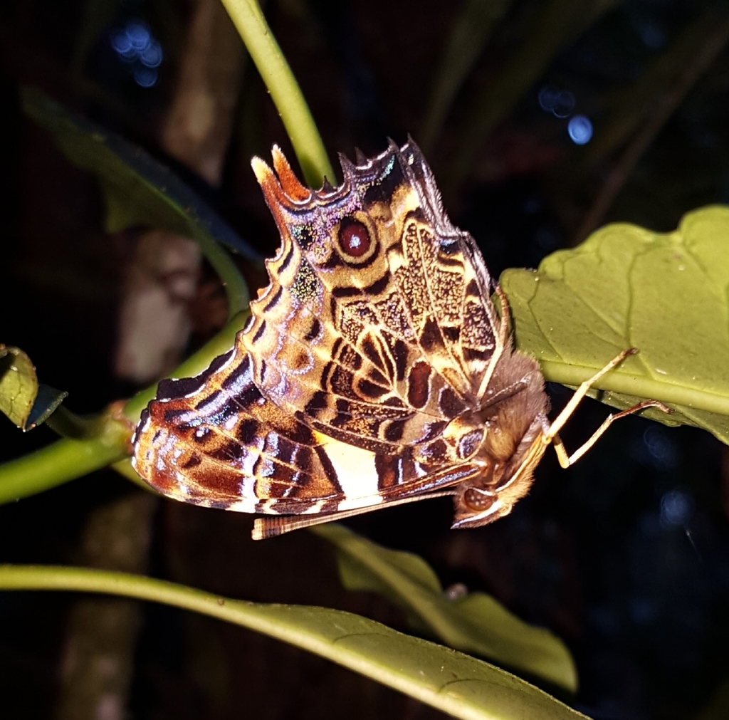Mascarene Admiral