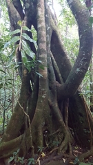 Ficus reflexa