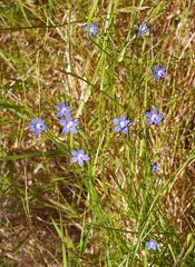 Wahlenbergia violacea
