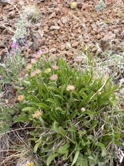 Erigeron komarovii