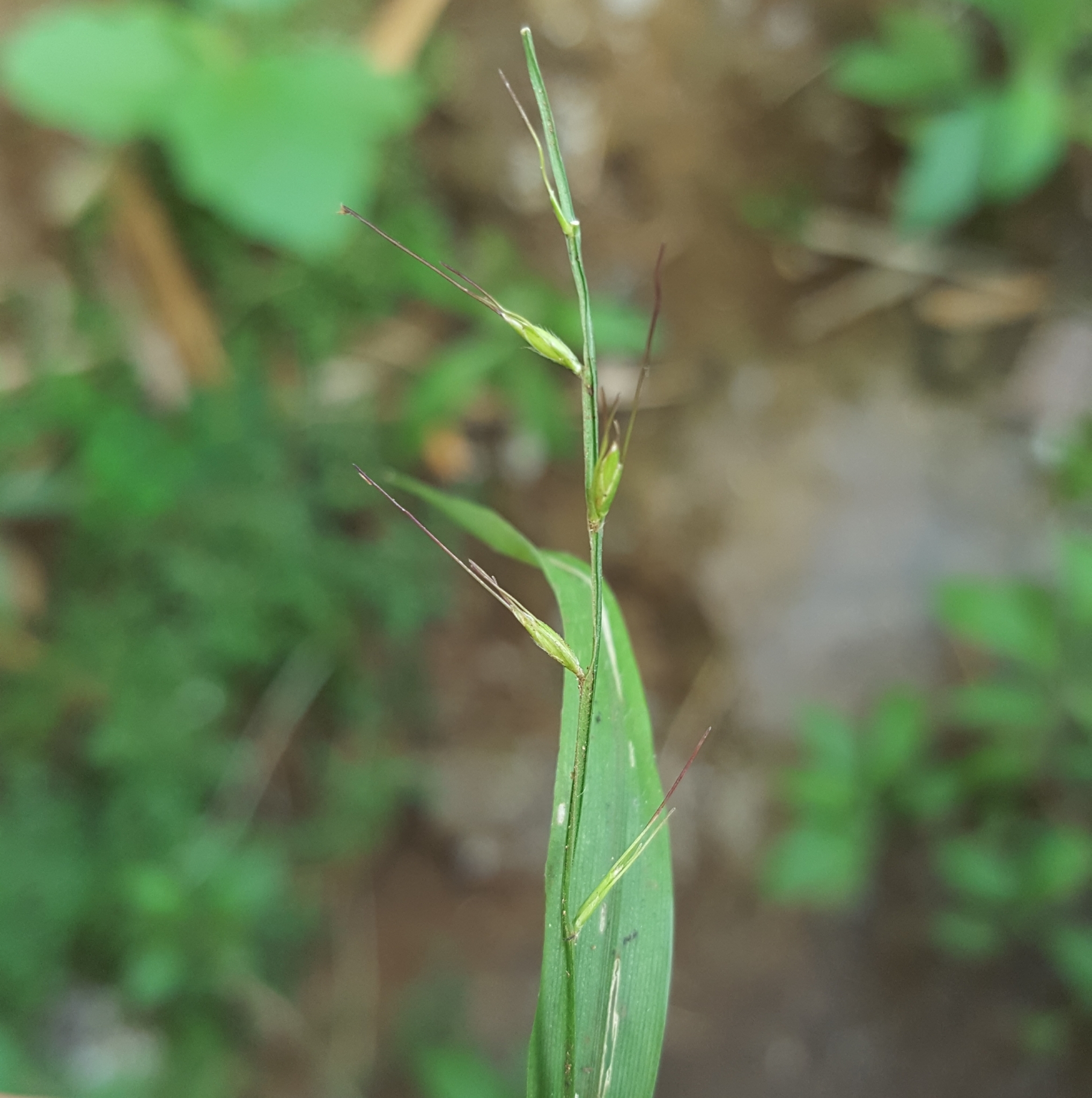 (c) François Rousseu, certains droits réservés (CC BY-NC) https://www.inaturalist.org/observations/85882574