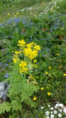 Descurainia tanacetifolia