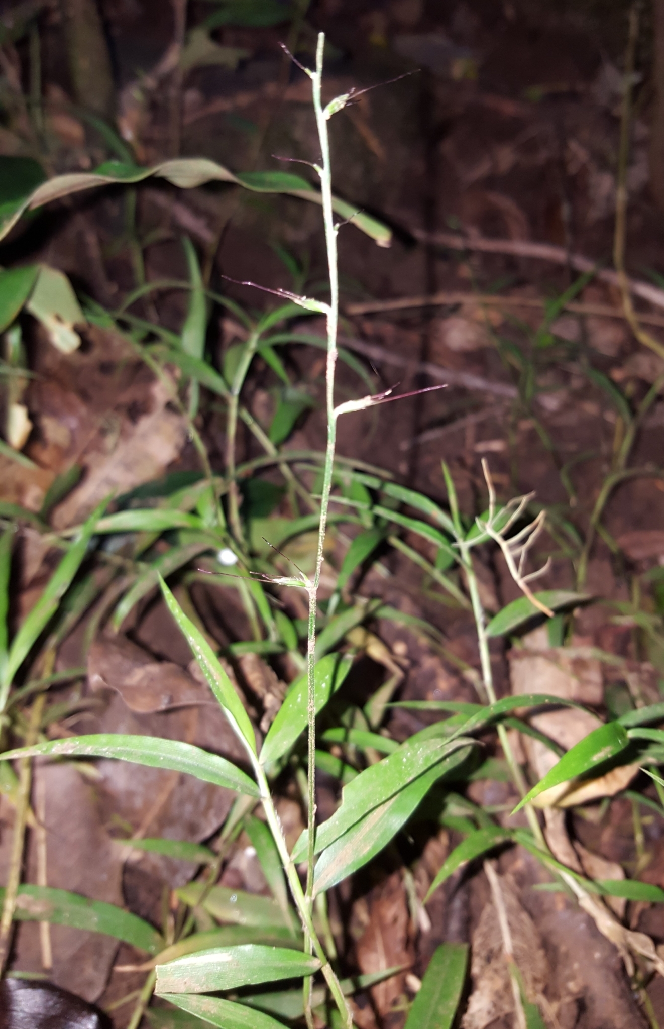 (c) François Rousseu, certains droits réservés (CC BY-NC) https://www.inaturalist.org/observations/85882574