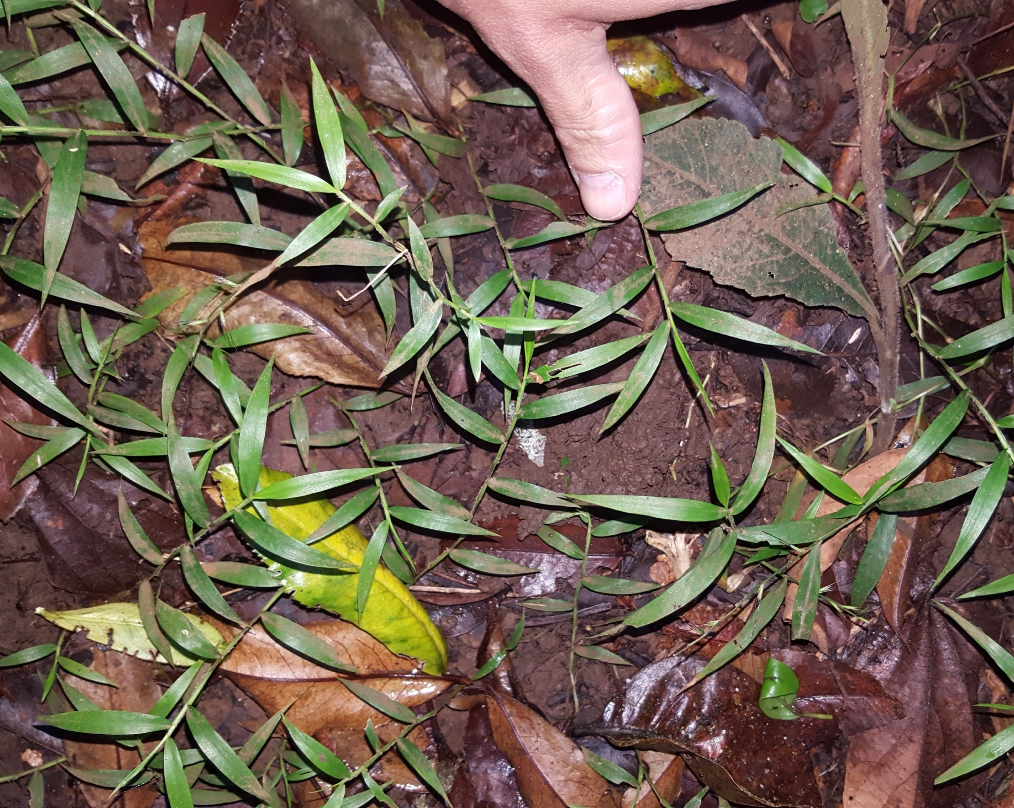 (c) François Rousseu, certains droits réservés (CC BY-NC) https://www.inaturalist.org/observations/85882574