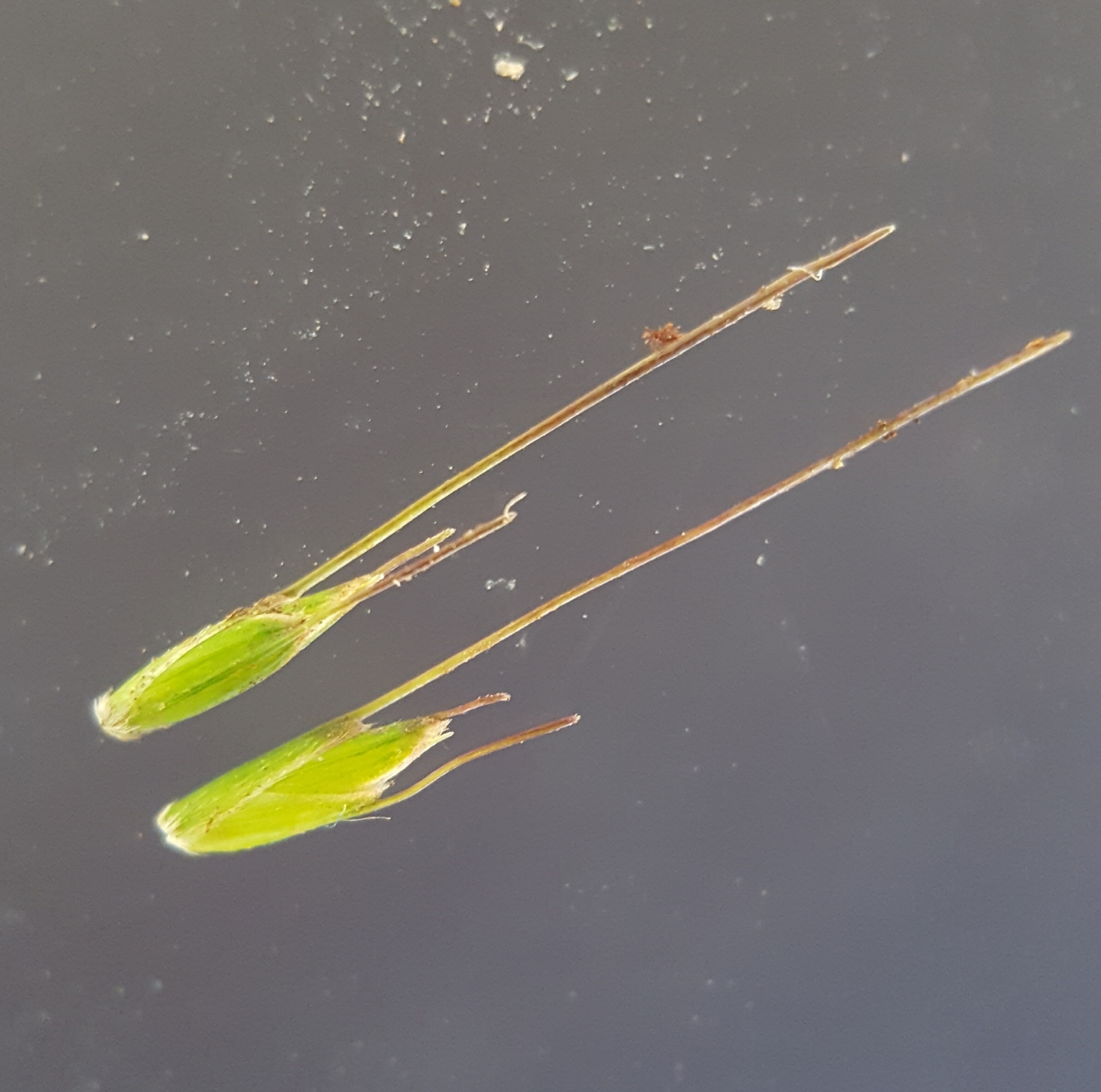 (c) François Rousseu, certains droits réservés (CC BY-NC) https://www.inaturalist.org/observations/85882574