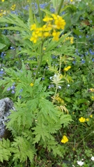 Descurainia tanacetifolia