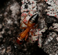 Opisthopsis haddoni