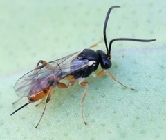 Dichrogaster liostylus