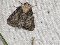 Chytonix palliatricula