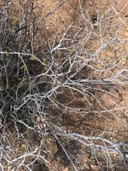 Calliandra eriophylla