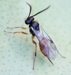 Dichrogaster liostylus