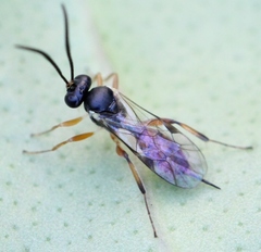 Dichrogaster liostylus