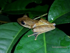 Polypedates leucomystax