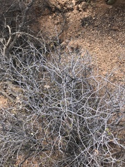 Calliandra eriophylla