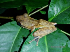 Polypedates leucomystax