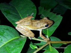 Polypedates leucomystax