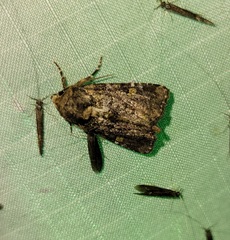 Oligia chlorostigma