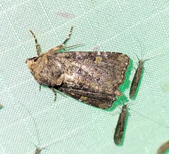 Oligia chlorostigma