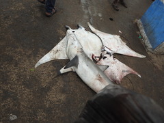 Carcharhinus brevipinna