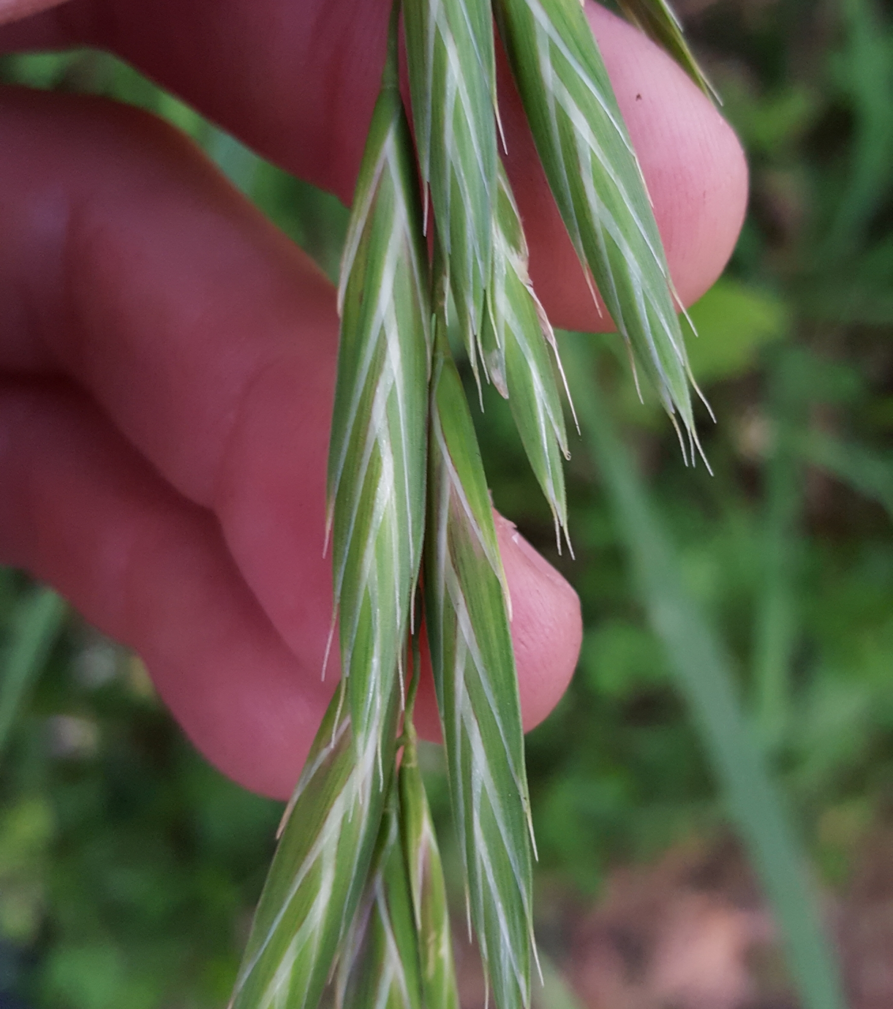 (c) François Rousseu, certains droits réservés (CC BY-NC) https://www.inaturalist.org/observations/85882750