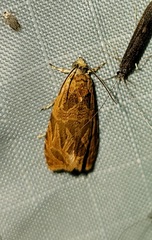 Olethreutes nitidana