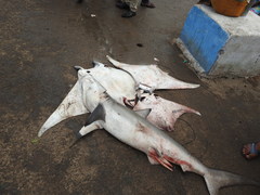 Carcharhinus brevipinna