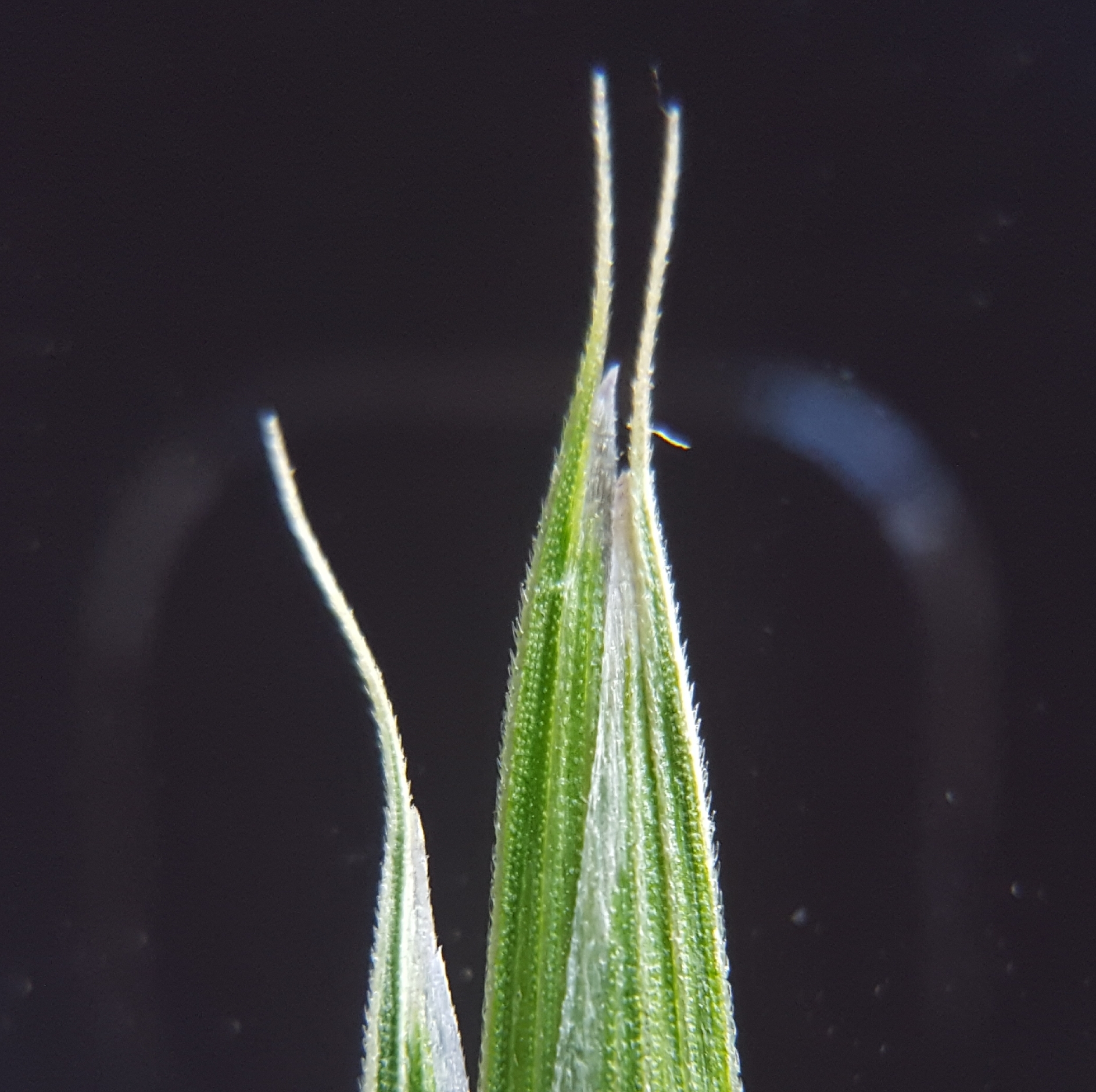 (c) François Rousseu, certains droits réservés (CC BY-NC) https://www.inaturalist.org/observations/85882750