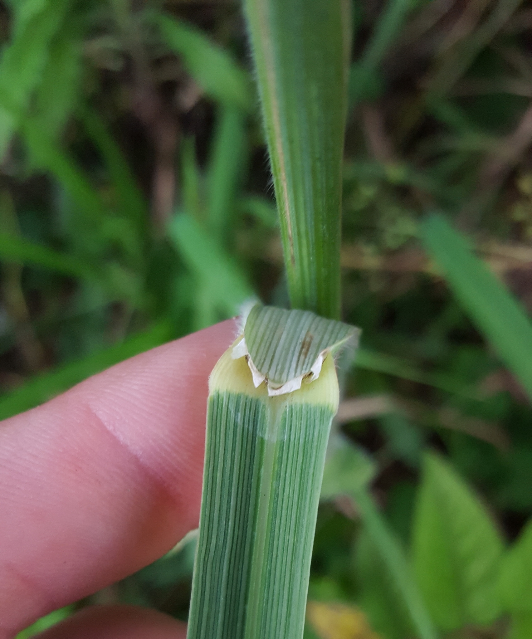 (c) François Rousseu, certains droits réservés (CC BY-NC) https://www.inaturalist.org/observations/85882750