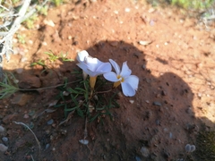 Oxalis burkei