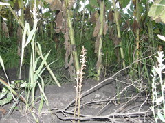 Orobanche cumana