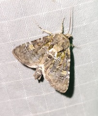 Oligia chlorostigma