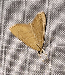 Glaphyria sesquistrialis