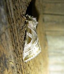 Eucarta virgo