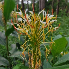 Hedychium