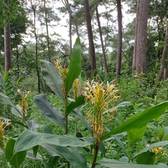 Hedychium