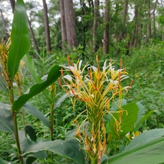 Hedychium
