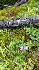 Epilobium alsinifolium