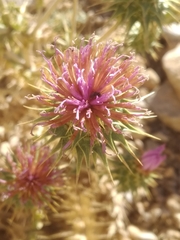 Cousinia hermonis