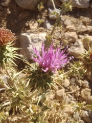 Cousinia hermonis